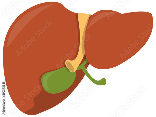 Obraz na płótnie Liver with bile.