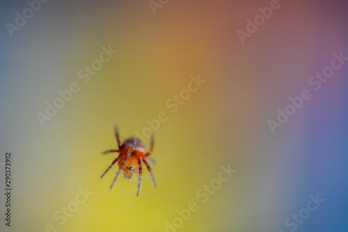 A spider sits on its web