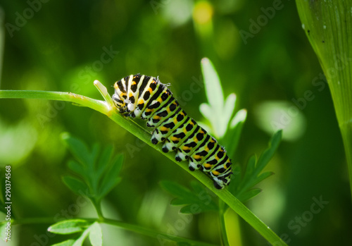 British Swallowtail caterpillar © Apithanny