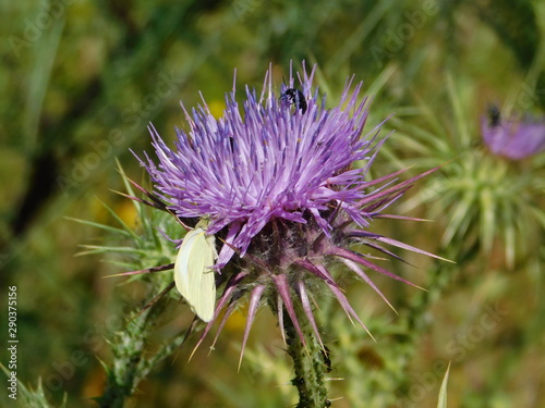 A white butterfly, and a black bug, on milk thistle or cardus marianus or silybum marianum photo