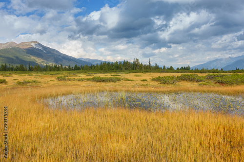 Teich im herbstlichen Moor umrandet von Kiefern und gelbem Gras