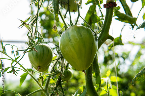 Delicious green tomatoes hanging on a branch in a greenhouse. Summertime in Österlen, Sweden. Harvest.
