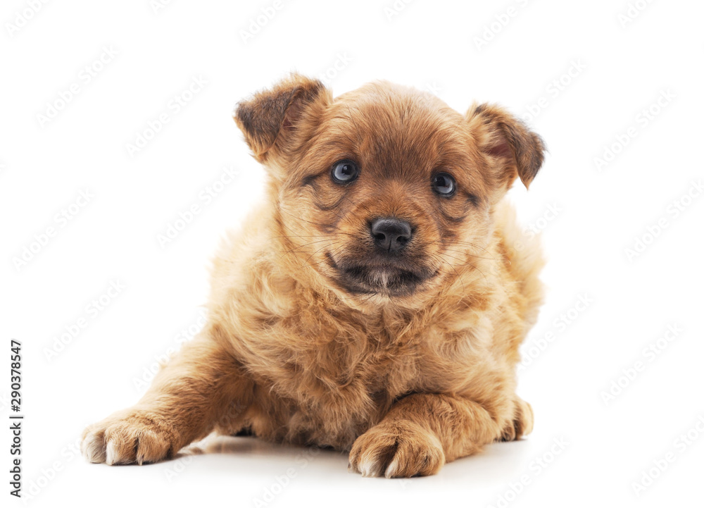 One little dog. One little dog.