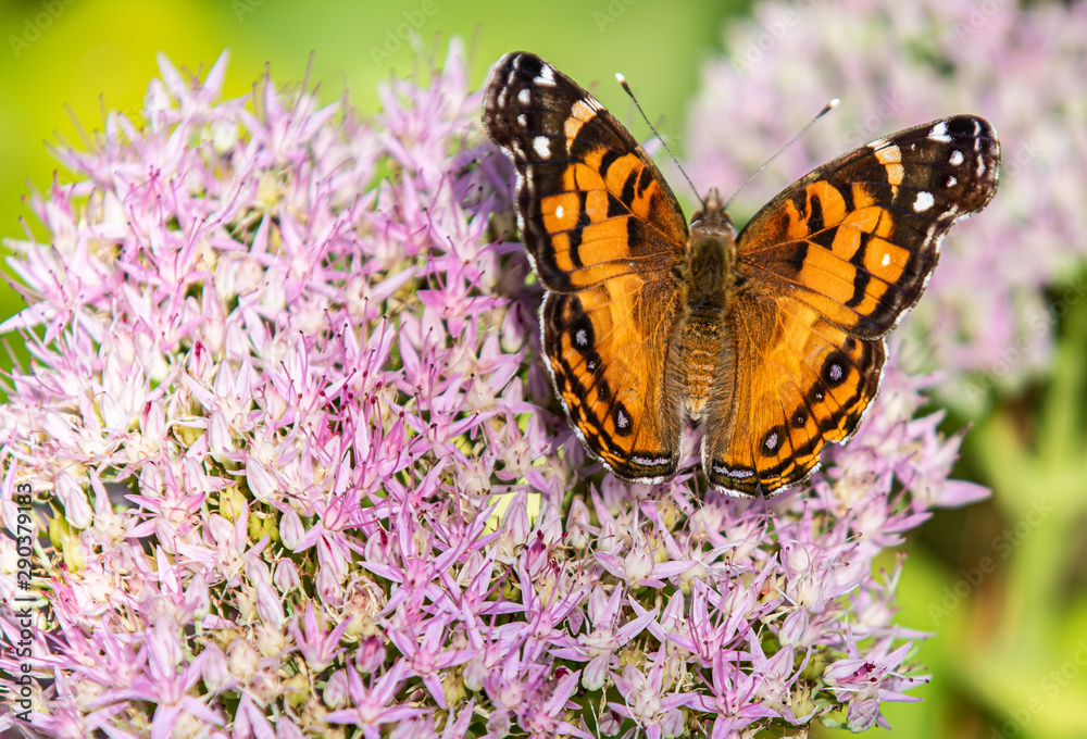 Obraz premium American Lady Butterfly having a Nectar drink