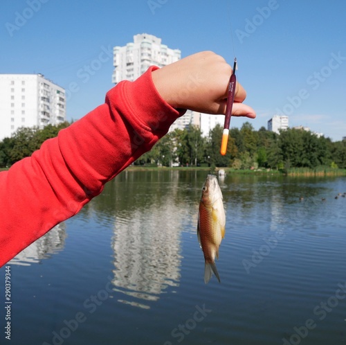 The child holds in the palm of a carp, which was caught in the pond of the city Park. City Park on a Sunny autumn day. hobby fishing. shiny fish scales. fishing on float tackle