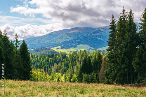 coniferous forest on the grassy hill in mountains. borzhava mountain ridge in the distance beneath a cloudy sky. wonderful early autumn weather in carpathians