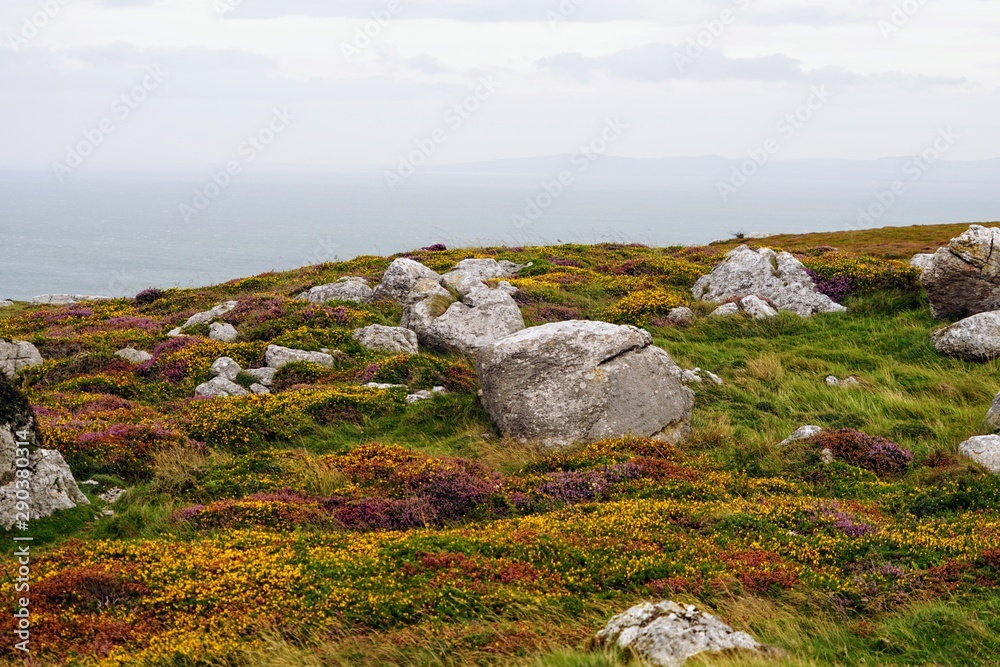 Bright Color Meadow Highlands Pasture in the UK Bright Color Meadow Highlands Pasture in the UK