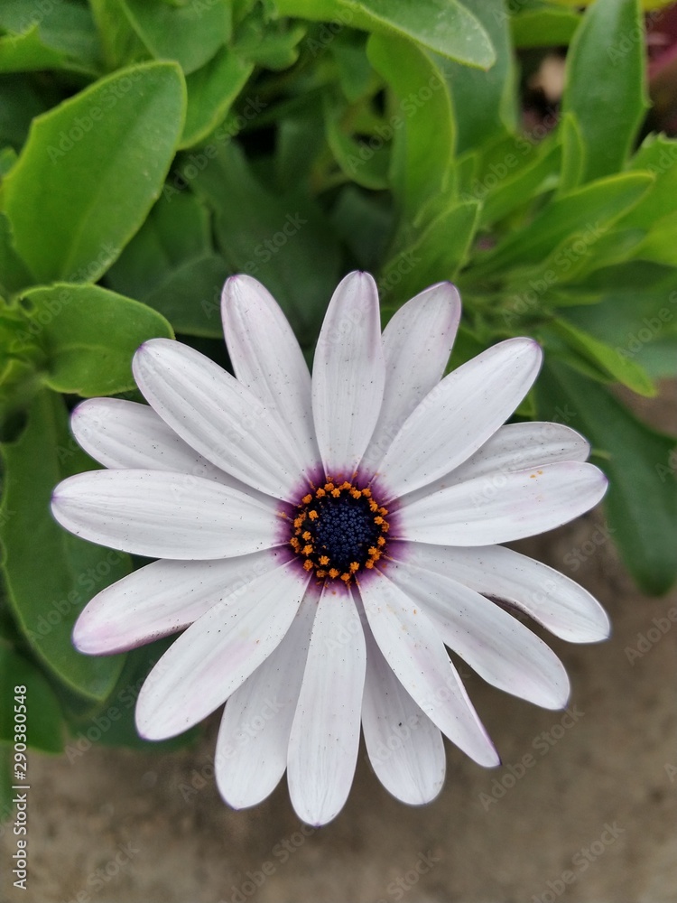 Fototapeta premium Margarita flores