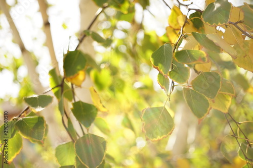 Green and yellow birch tree leaves on the branches. Autumn garden at sunny day. Selective focus. Natural background