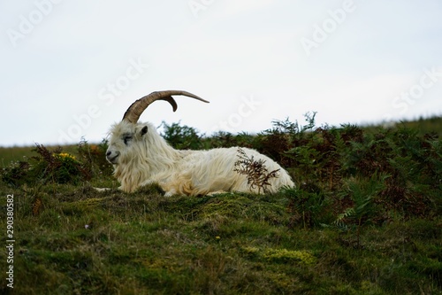 Kashmir Goat in a Welsh Meadow