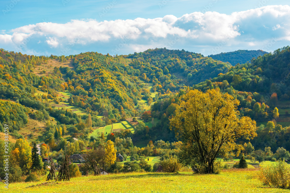 wonderful rural landscape in mountains. sunny autumn weather with clouds on the sky. tree in yellow foliage on the grassy pasture. village down in the distant valley. beautiful carpathian countryside