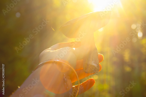 Sunset lights in the forest in the summer