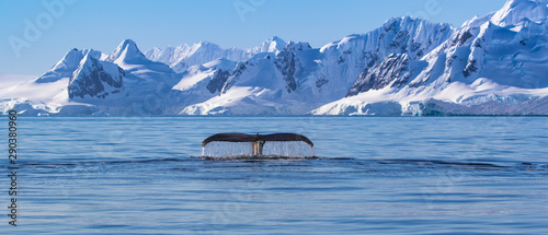 Humpback Whale Tail in Antarctica photo