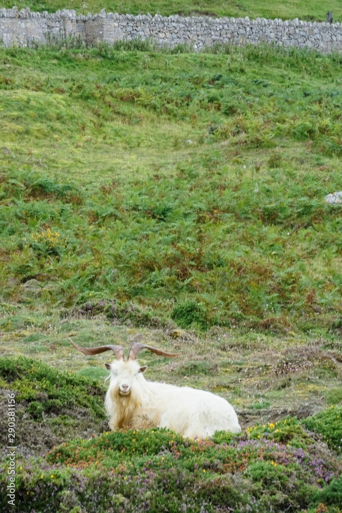 Kashmir Goat in a Welsh Meadow Kashmir Goat in a Welsh Meadow