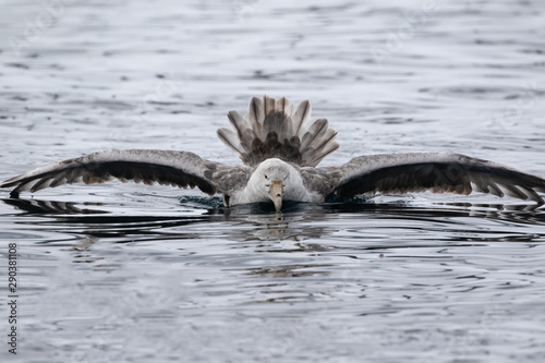 Southern Giant Petrel