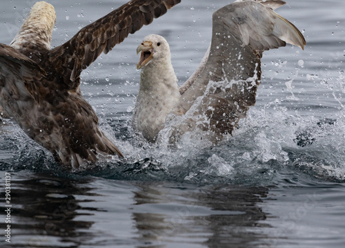 White Morph Southern Giant Petrel
