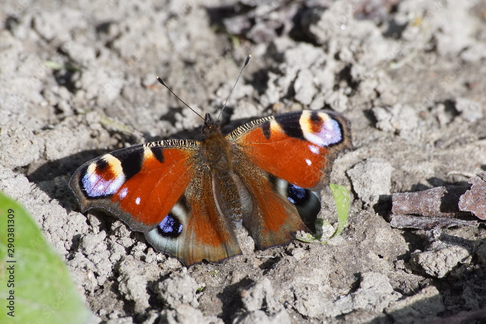 Motyl ,motyl na piasku ,owad Motyl ,motyl na piasku ,owad
