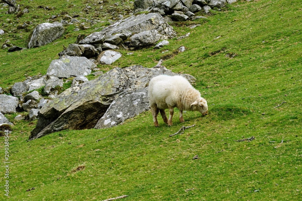 Fototapeta premium Sheep Grazing in a Pasture
