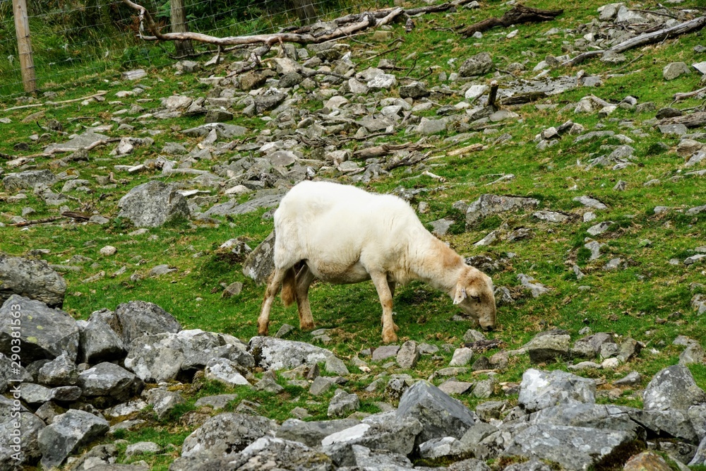 Fototapeta premium Sheep Grazing in a Pasture