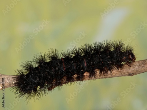 Giant Leopard Moth caterpillar (Hypercompe scribonia) insect on branch, Woolly Bear nature Springtime pest control. photo
