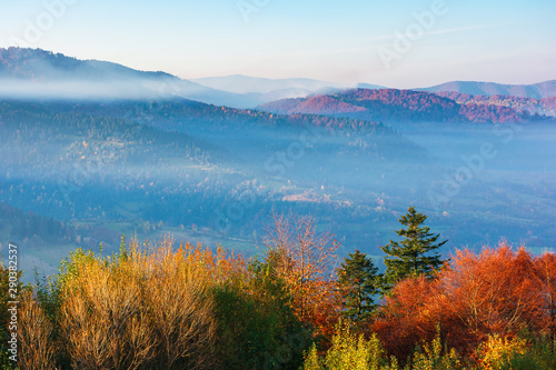 beautiful misty autumn morning in mountains.  forested hills in fall foliage. fog rising above the valley. sunny weather with clear azure sky. magical moments of carpathian rural landscape