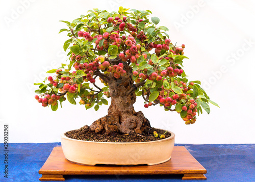 Small bonsai tree taken from an apple tree.