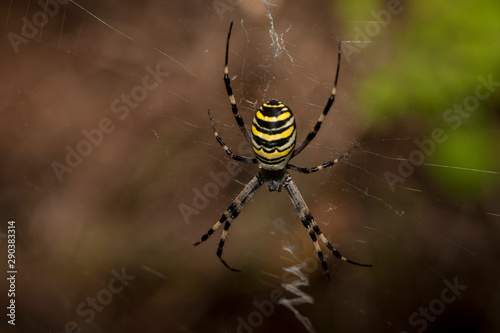 Spider Arachnophobia Macro Fear Wildlife