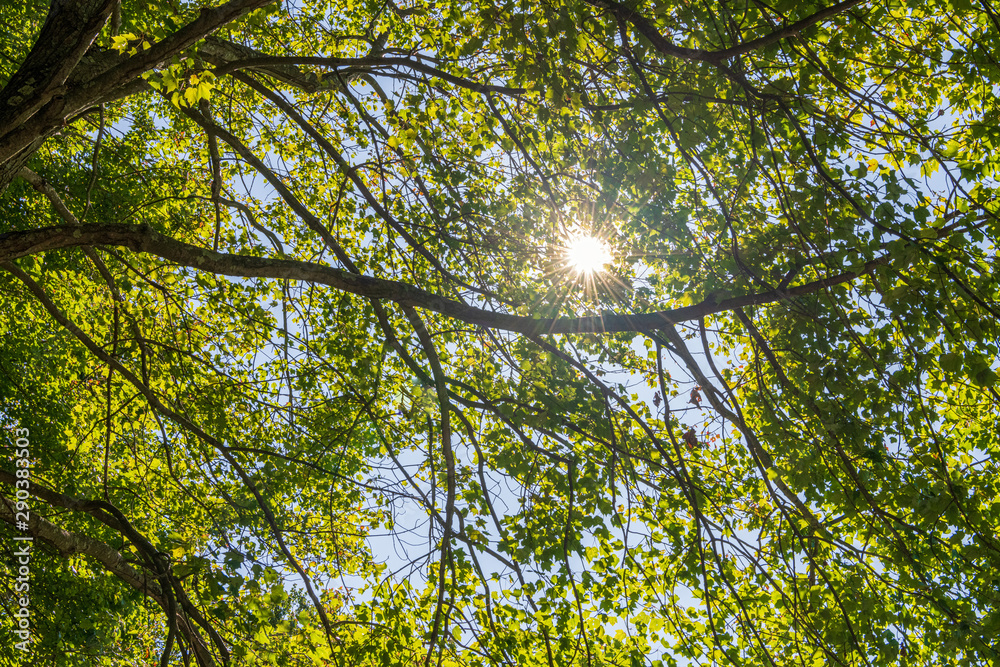 Fototapeta premium A sunburst through the tree top shot from down below