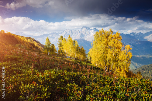 Fototapeta Naklejka Na Ścianę i Meble -  Alpine meadows in the sunny beams. Location Zemo Svaneti, Georgia country, Europe. Main Caucasian ridge.