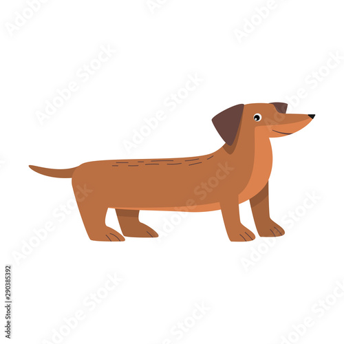 Dachshund dog. Raster illustration in flat cartoon style