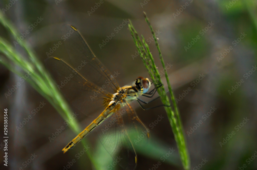 Macro photography of a dragonfly. Macro photography of a dragonfly.