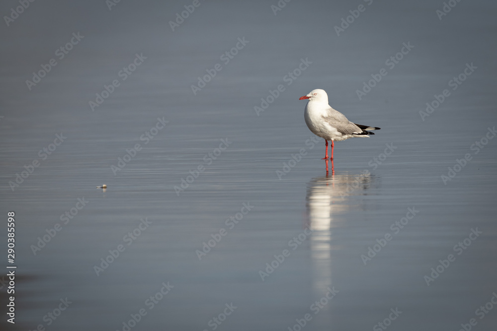 Young seagull on the beach. Cute and curious bird, walking on wet sand. Isolated natural shot. Reflection in the water. Young seagull on the beach. Cute and curious bird, walking on wet sand. Isolated natural shot. Reflection in the water.
