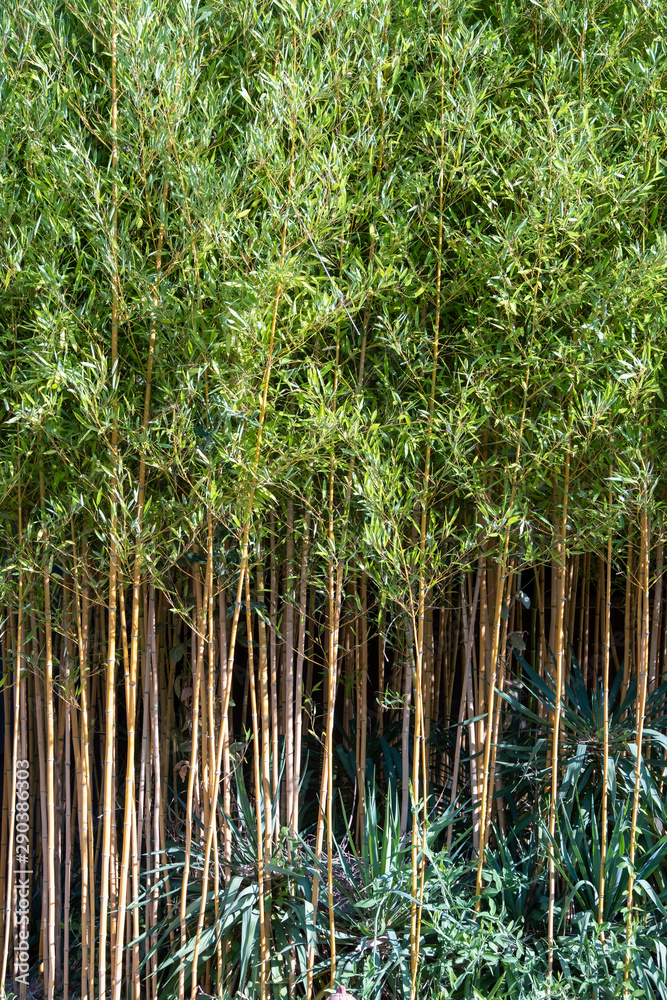 Naklejka premium Bambou