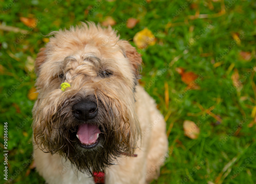 Irish wheaten soft-coated Terrier looks at the camera and smiles.