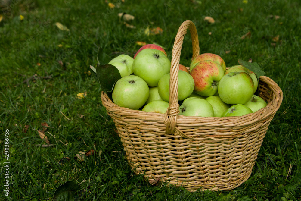 Harvest of ripe apples in a basket on the grass Harvest of ripe apples in a basket on the grass