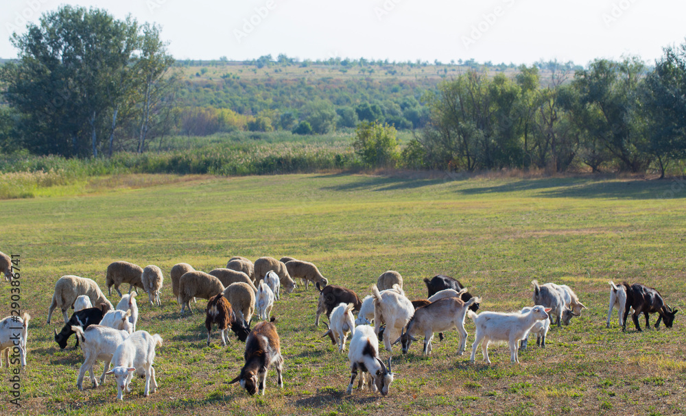 A herd of goats and sheep. Animals graze in the meadow. Pastures of Europe. A herd of goats and sheep. Animals graze in the meadow. Pastures of Europe.