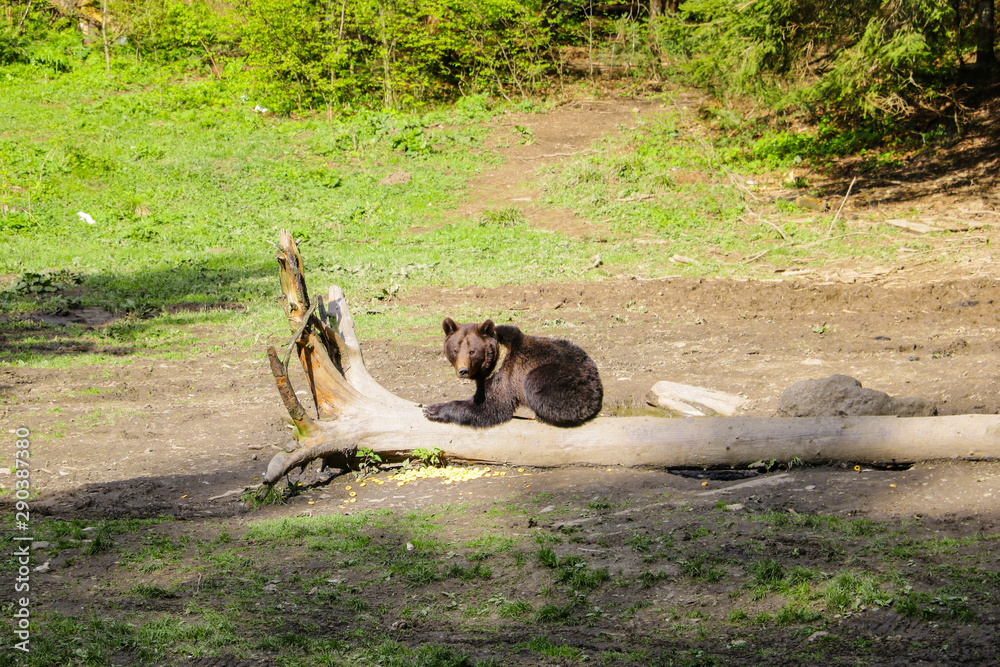 Wild bear sits in a clearing on a small log and eats corn, animals. Wild bear sits in a clearing on a small log and eats corn, animals.