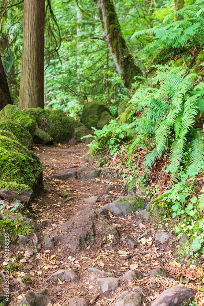 USA, Washington State, Battle Ground Lake State Park. Hiking trail through the forest. USA, Washington State, Battle Ground Lake State Park. Hiking trail through the forest.