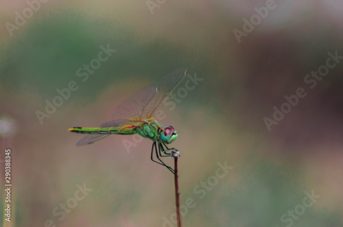 Macro photography of a dragonfly.