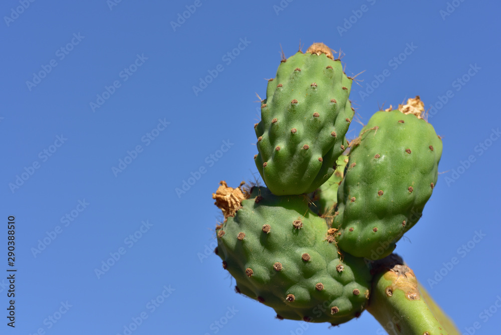 Closeup of a green prickly pear cactus with spines and immature prickly pears fruit with dry flowers against blue background with sky in Sicily in summer Closeup of a green prickly pear cactus with spines and immature prickly pears fruit with dry flowers against blue background with sky in Sicily in summer