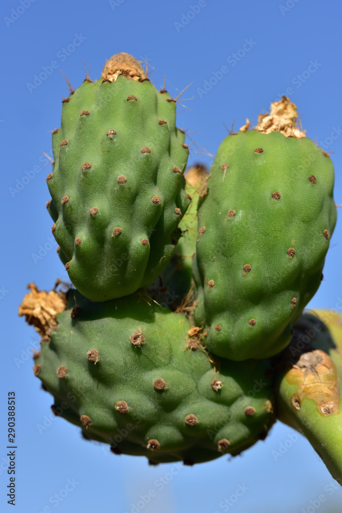 Closeup of a green prickly pear cactus with spines and immature prickly pears fruit with dry flowers against blue background with sky in Sicily in summer Closeup of a green prickly pear cactus with spines and immature prickly pears fruit with dry flowers against blue background with sky in Sicily in summer