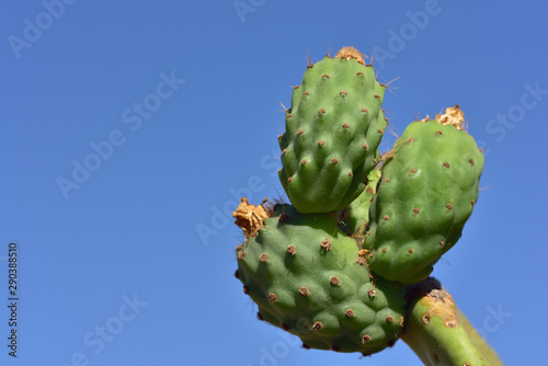 Closeup of a green prickly pear cactus with spines and immature prickly pears fruit with dry flowers against blue background with sky in Sicily in summer