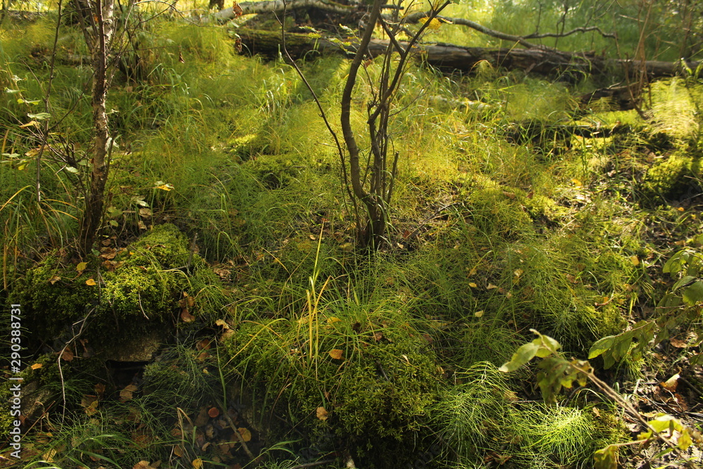 Fototapeta premium Very beautiful greenery in the forest