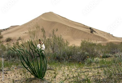 Golden sands of a singing dune in Kazakhstan photo