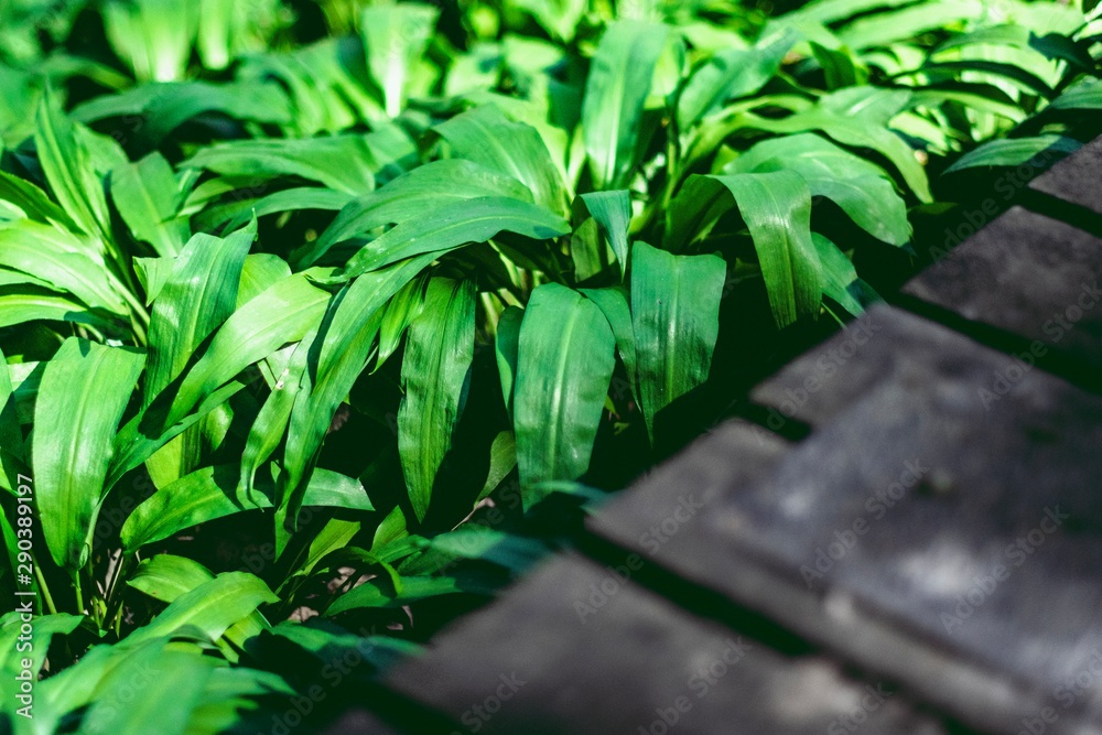 Obraz premium Vibrant Garlic Leaves