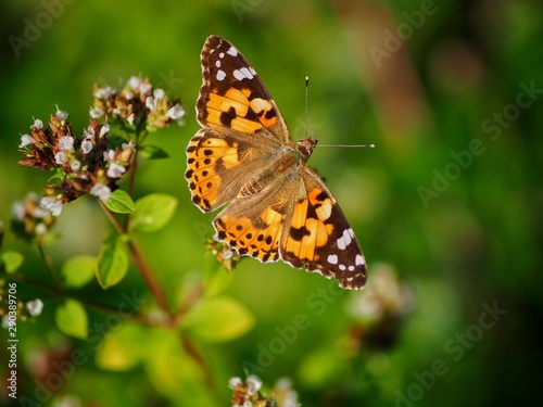 butterfly on flower © Pefkos