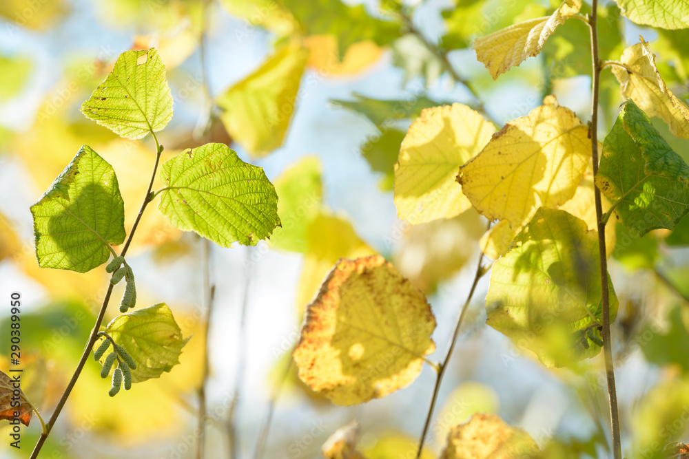 Obraz premium Beautiful colorful leaves in autumn forest. Red, orange, yellow, green and brown autumn leaves. Hazel foliage. Seasonal background