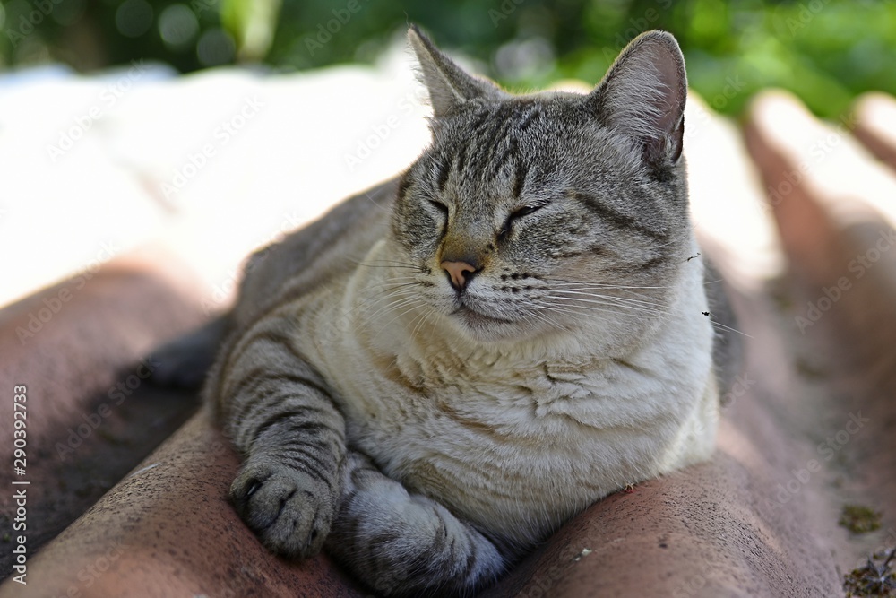 portrait of a cat portrait of a cat