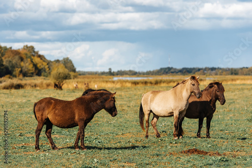 Beautiful wild horses, in open landscape located at the Jelgava, Latvia.