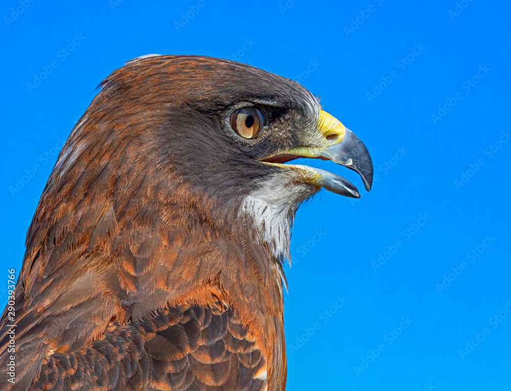 Swainson's Hawk Close Up Swainson's Hawk Close Up